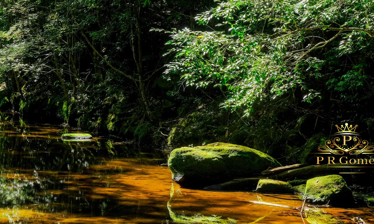 Natureza nascente com água limpida da Fazenda Lucrian em Porto Feliz - P R Gomes Corretor de imóveis
